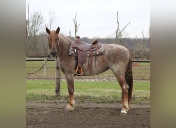 Percheron Mix, Mare, 4 years, 16,1 hh, Roan-Red