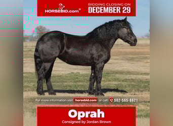 Percheron, Mare, 4 years, 17 hh, Black