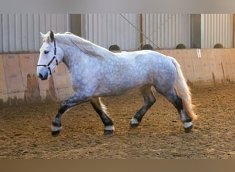 Percheron, Mare, 4 years, 17 hh, Gray-Dapple