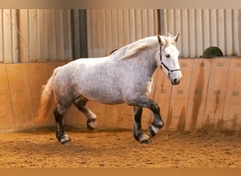 Percheron, Mare, 4 years, 17 hh, Gray-Dapple