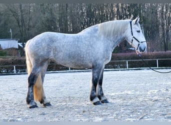 Percheron, Mare, 4 years, 17 hh, Gray-Dapple