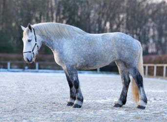 Percheron, Mare, 4 years, 17 hh, Gray-Dapple