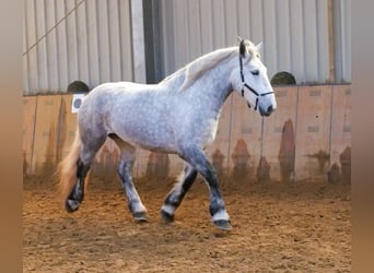 Percheron, Mare, 4 years, 17 hh, Gray-Dapple