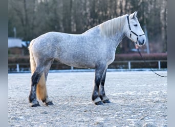 Percheron, Mare, 4 years, 17 hh, Gray-Dapple