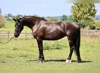 Percheron Mix, Mare, 4 years, Black