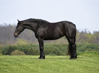 Percheron Mix, Mare, 4 years, Black