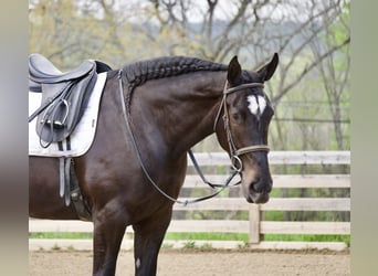 Percheron Mix, Mare, 4 years, Black