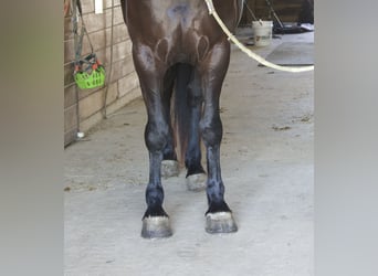 Percheron Mix, Mare, 4 years, Black