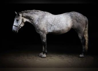 Percheron, Mare, 4 years, Gray