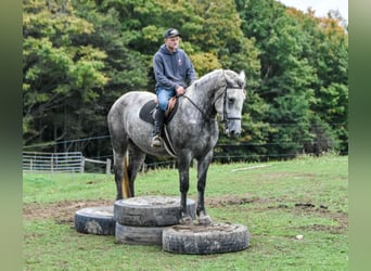 Percheron, Mare, 4 years, Gray