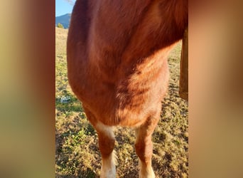 Percheron, Mare, 5 years, 14,2 hh, Chestnut-Red