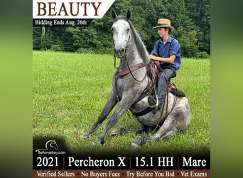 Percheron Mix, Mare, 5 years, 15 hh, Grey