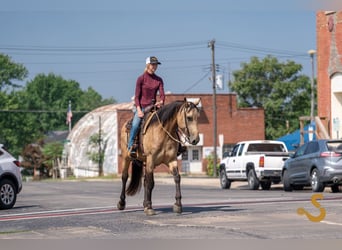 Percheron Mix, Mare, 5 years, 15,3 hh, Buckskin