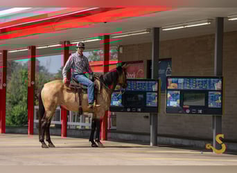 Percheron Mix, Mare, 5 years, 15,3 hh, Buckskin