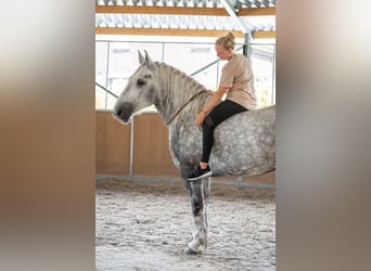 Percheron, Mare, 5 years, 16.1 hh, Grey-Dapple