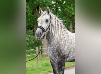 Percheron, Mare, 5 years, 16.1 hh, Grey-Dapple