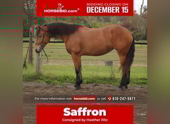 Percheron Mix, Mare, 5 years, 16 hh, Bay