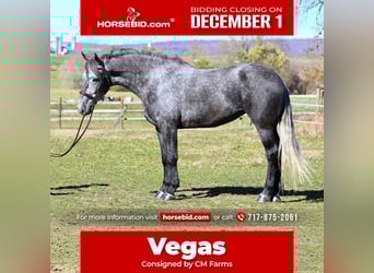 Percheron Mix, Mare, 5 years, 16,1 hh, Grey
