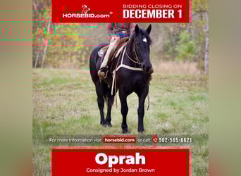 Percheron, Mare, 5 years, 17 hh, Black