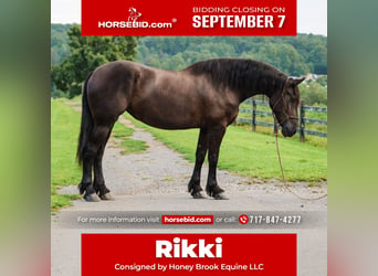 Percheron Mix, Mare, 5 years, Black