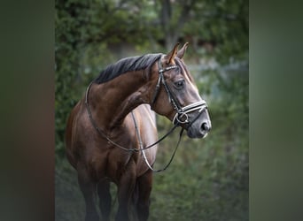 Percheron, Mare, 6 years, 14,2 hh, Brown