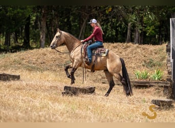 Percheron Mix, Mare, 6 years, 15,3 hh, Buckskin