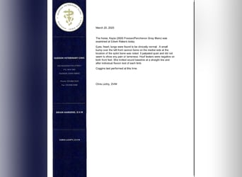 Percheron, Mare, 6 years, 16.3 hh, Grey