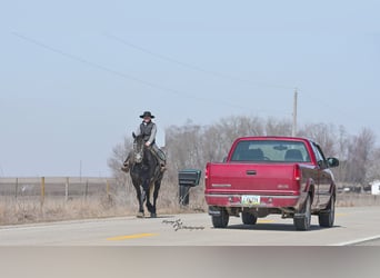 Percheron, Mare, 6 years, 16,3 hh, Grey