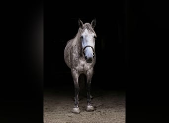 Percheron, Mare, 6 years, Grey