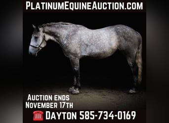 Percheron, Mare, 6 years, Grey