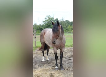Percheron Mix, Mare, 7 years, 16.1 hh, Roan-Bay Percheron Mix, Mare, 7 years, 16.1 hh, Roan-Bay