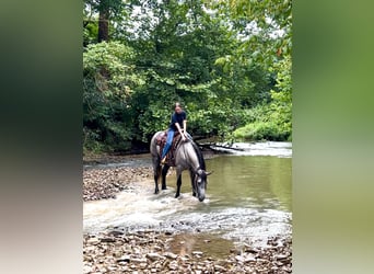 Percheron Mix, Mare, 7 years, 16,1 hh, Roan-Blue