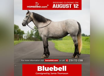 Percheron Mix, Mare, 7 years, 16,1 hh, Roan-Blue