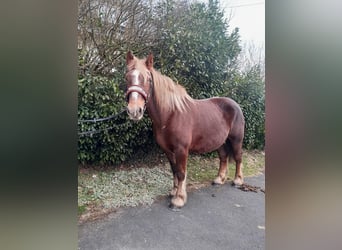 Percheron, Mare, 7 years, 16 hh, Chestnut