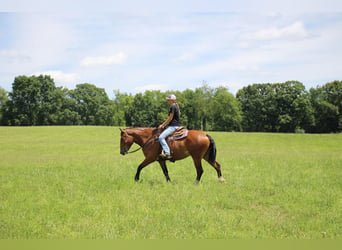 Percheron, Mare, 7 years, Bay