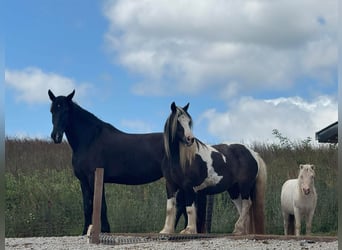 Percheron, Mare, 7 years, Black