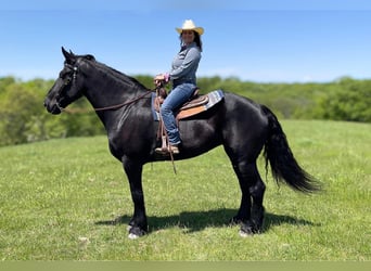 Percheron, Mare, 7 years, Black