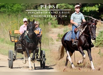 Percheron Mix, Mare, 8 years, 14,2 hh, Tobiano-all-colors