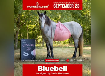 Percheron Mix, Mare, 8 years, 16,1 hh, Roan-Blue