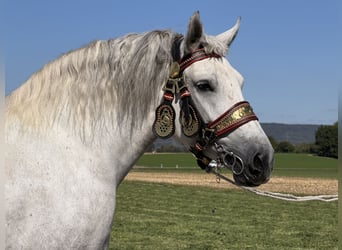 Percheron Mix, Mare, 8 years, 16.3 hh, Grey-Dapple