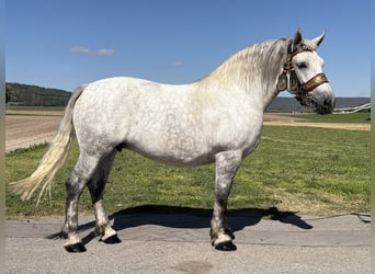 Percheron Mix, Mare, 8 years, 16.3 hh, Grey-Dapple