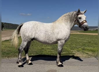 Percheron Mix, Mare, 8 years, 16.3 hh, Grey-Dapple