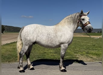 Percheron Mix, Mare, 8 years, 16.3 hh, Grey-Dapple