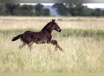 Percheron, Mare, Foal (05/2024), 16,3 hh, Black