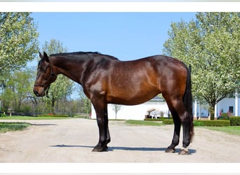 Percheron, Merrie, 11 Jaar, 165 cm, Roodbruin