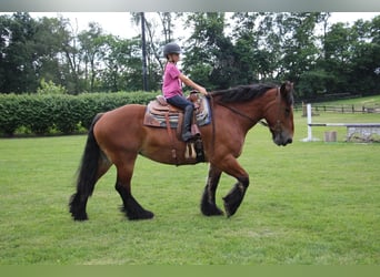 Percheron, Merrie, 12 Jaar, 178 cm, Roodbruin