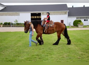 Percheron, Merrie, 12 Jaar, 178 cm, Roodbruin