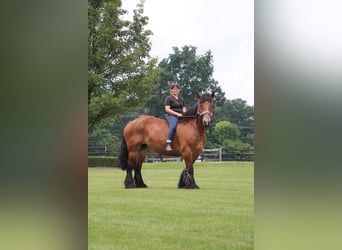 Percheron, Merrie, 12 Jaar, 178 cm, Roodbruin