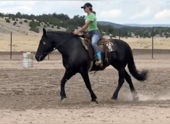 Percheron Mix, Merrie, 13 Jaar, 160 cm, Zwart