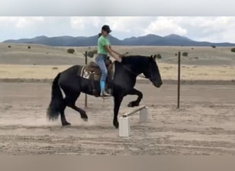 Percheron Mix, Merrie, 13 Jaar, 160 cm, Zwart